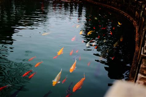 金魚水溫太高|金魚飼養指南：8個養殖技巧，新手必讀！ 